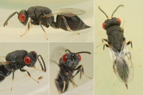 Réf. 191 409 : Eurytominae inconnu